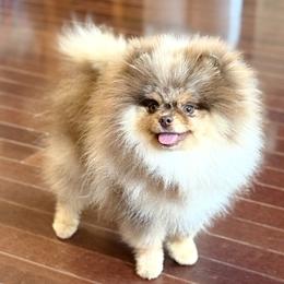 Gio - Pomeranian