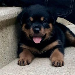Rottweiler Puppies from Alpha Co. Rottweilers