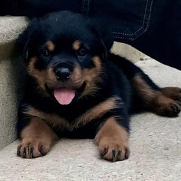 Rottweiler Puppies from Alpha Co. Rottweilers