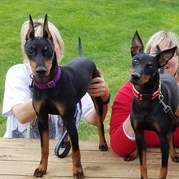 Manchester Terrier All Grown Up from JetCity Manchester Terriers