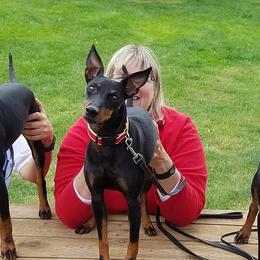 Manchester Terrier All Grown Up from JetCity Manchester Terriers