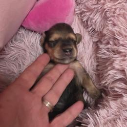 Willow - Red female Dachshund puppy in Port Charlotte, Florida from Belinda's little darlings dachshunds