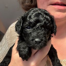 Holly (Red collar girl) - Black female Cavapoo puppy in Eagle Mountain, Utah from Liberty Farms Puppies