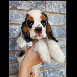Cocker Spaniel Puppies from Hallmark Cocker Spaniels