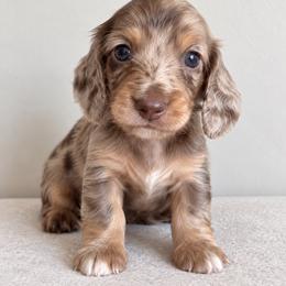 Cash - Dapple male Dachshund puppy in Tucson, Arizona from Dachshund Family Co.