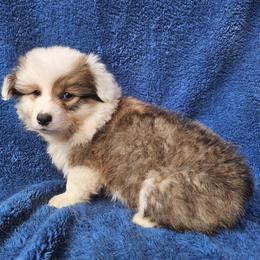 Mick - Sable male Pembroke Welsh Corgi puppy in Castle Rock, Washington from Heckman Corgis