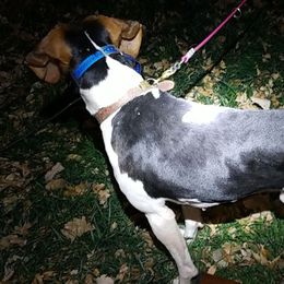 Redbone Coonhounds and Treeing Walker Coonhounds from Foster Creek Coonhounds