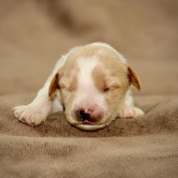 Ryder - Apricot male Australian Labradoodle puppy in Stanwood, Washington from Victoria Creek Australian Labradoodles