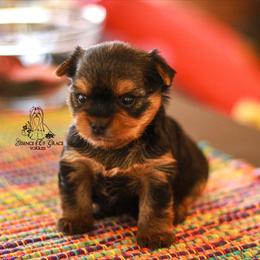 Yorkshire Terrier Puppies from Essence of Grace Yorkies