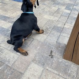 Doberman Pinscher Puppies from TeatreeDoberman