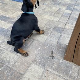 Doberman Pinscher Puppies from TeatreeDoberman