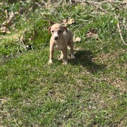 Bernard - Fawn male Italian Greyhound puppy in Wilkes Barre, Pennsylvania from Laraz Pupz