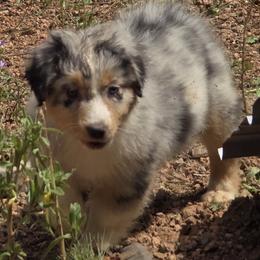 Wren - Blue merle female Australian Shepherd puppy in Divide, Colorado from Outlaw Farm and Kennel