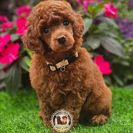 Cosmopolitan - Red  female Poodle puppy in Salem, Missouri from Meadowbrook Poodles