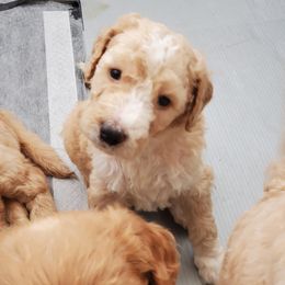 Goldendoodle Puppies from Americana Paws