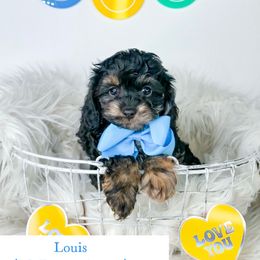 Louis - Cockapoo puppy from Danie’s Darling Doodles LLC