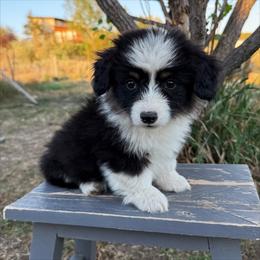 Willie - Red male Pembroke Welsh Corgi puppy in Mc Cammon, Idaho from Sunny J Corgis and Mini Americans