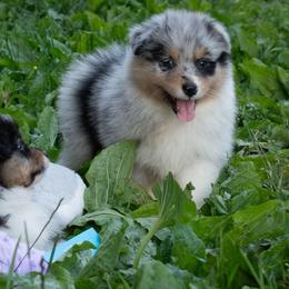 Kisses - Blue merle female Australian Shepherd puppy in Stanwood, Washington from BlueSpark Australian Shepherds