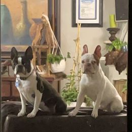 Boston Terrier Puppies from Bonze Boston Terriers