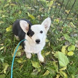 Betty boop - Black and tan female Pembroke Welsh Corgi puppy in San Diego ,Ca, California from SoCal Native Corgis