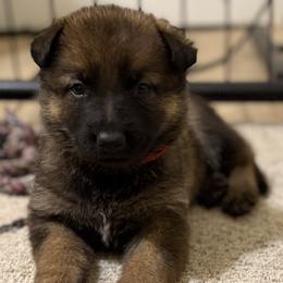 Red Girl - Sable female German Shepherd puppy in Grantsville, Utah from Vom Haus Denfors K9 - Working German Shepherds