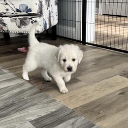 Golden Retriever Puppies from Lakeshore Goldens FXBG