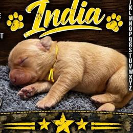 India - Yellow female Labrador Retriever puppy in Hartly, Delaware from Triple Threat Labradors
