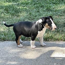 Bull Terrier Puppies from Lynn Hill Bull Terriers