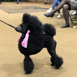 Ivy - Poodle