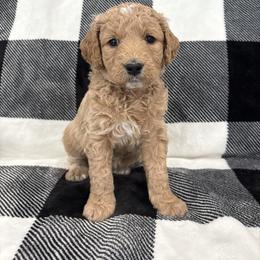 River - Red  female Goldendoodle puppy in Annville, Pennsylvania from Bellegrove Goldendoodles