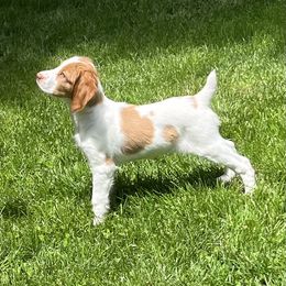 Brittany Puppies from Masterpiece Brittanys
