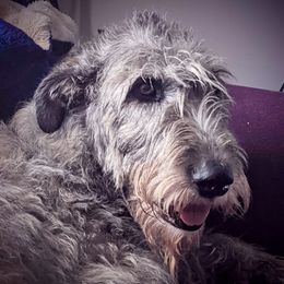 Tribble - Irish Wolfhound
