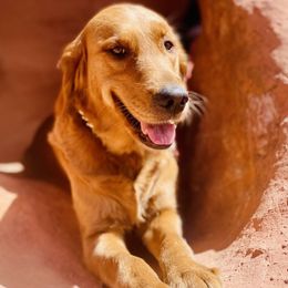 Lala - Golden Retriever