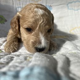 Goldendoodle Puppies from Cassie Farms