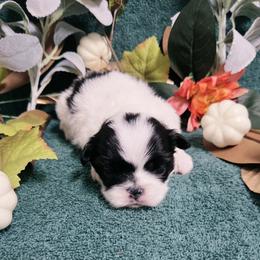 Girl 2 - female Japanese Chin puppy in Tulsa, Oklahoma from Locust Creek Pugs & Japanese Chin's