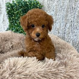 Tamera - Red  female Poodle puppy in Vilonia, Arkansas from Donna’s Pretty Poodles