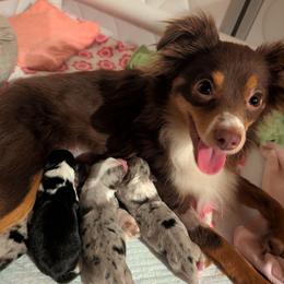 Piper - Toy Australian Shepherd