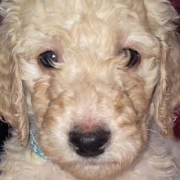Franklin - Goldendoodle puppy from Zeusthemoosedoodles