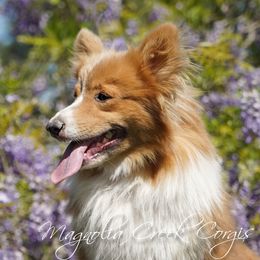 Boone - Pembroke Welsh Corgi