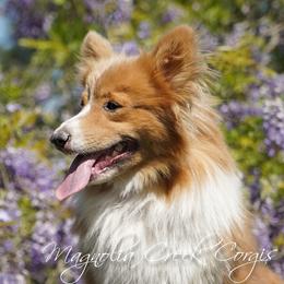 Boone - Pembroke Welsh Corgi
