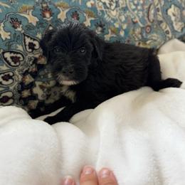 Boy 7 - Black male Whoodle puppy in Sebastian, Florida from Perri’s Whoodles