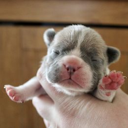 Opal - Blue fawn female French Bulldog puppy in Tomahawk, Wisconsin from Mahner Labs