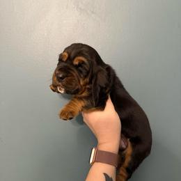 Dolores Umbridge - Black white and tan female Basset Hound puppy in Leroy, Michigan from Iron Sentry Farms