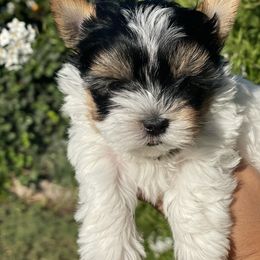 Biewer Terrier and Yorkshire Terrier Puppies from York Town California