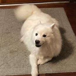 Kacey - White female American Eskimo Dog puppy in Westwego, Louisiana from Connie's American Eskimo Dogs and Mini Australian Shepherd Dogs