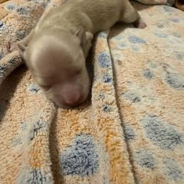 Honey  longhair cream girl - Cream female Dachshund puppy in Casselberry, Florida from Amore Mini Dachshund Breeders & More