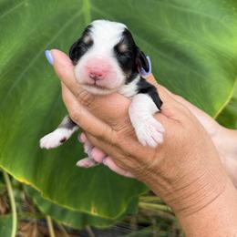 Minnow - Tri-color female Bernedoodle puppy in Russellville, Arkansas from Crossgate Doodles