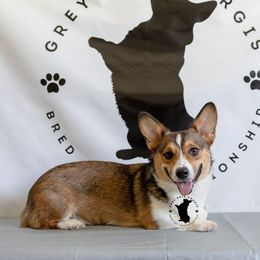 Piper - Pembroke Welsh Corgi