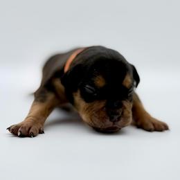 Riggs - Black tri-color male American Bully puppy in Conroe, Texas from Titanium Kilo Kennels Texas