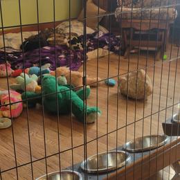 Great Dane Puppies from RCM Great Danes